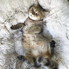 Load image into Gallery viewer, Calming Anti-Anxiety Cat Bed - WOW BRANDZ